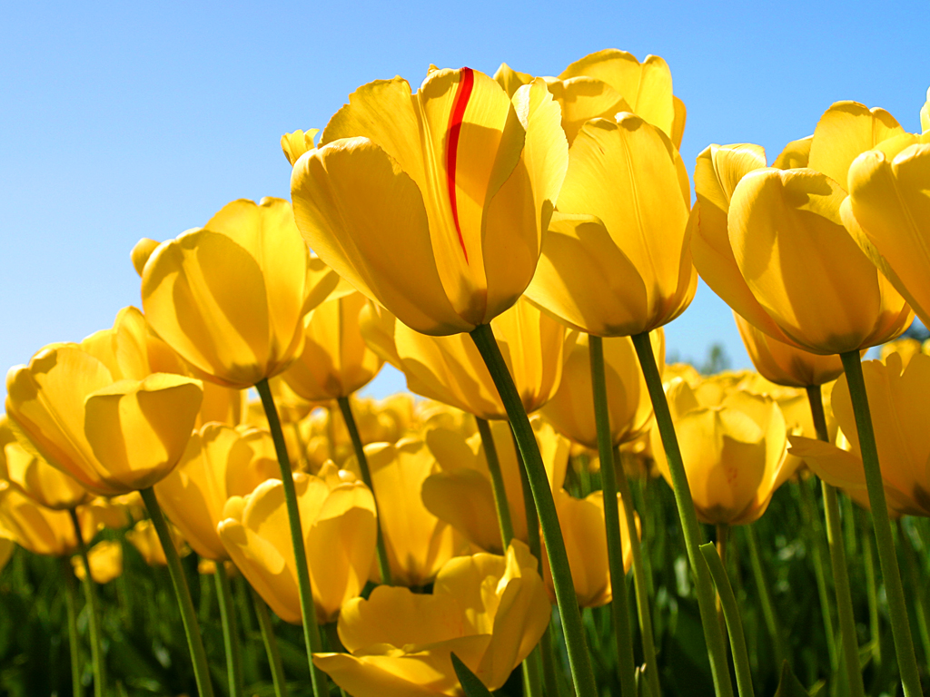 Tulpen als Symbolbild