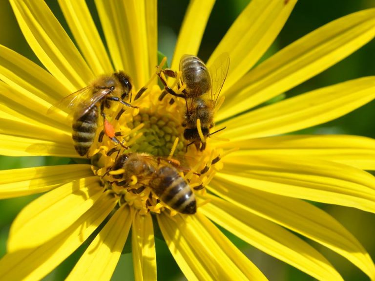 Vortrag im Paulaner: „Bienen schützen, Artenvielfalt fördern.“